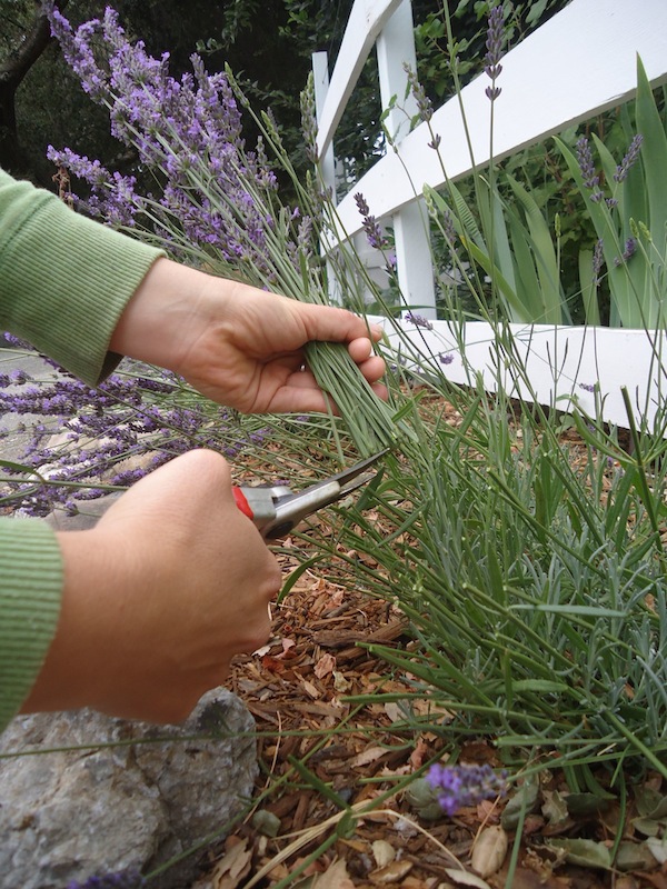 Cut-lavender-stems-roughly-from-the-plant